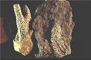 Fossilised coral Pachypora (Copyright Brian Pearce) 